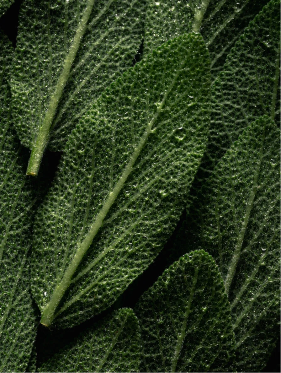 ++ Peppermint & Dark Cedar (hand & body wash) - MiA y MiU